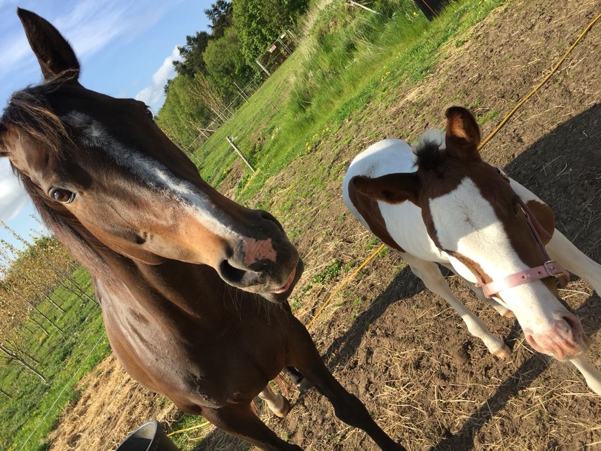 Anden særlig race Holmbergs Kiki Nova billede 1