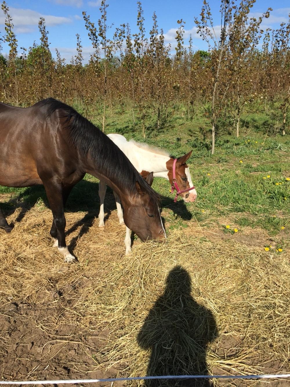 Anden særlig race Holmbergs Kiki Nova billede 7