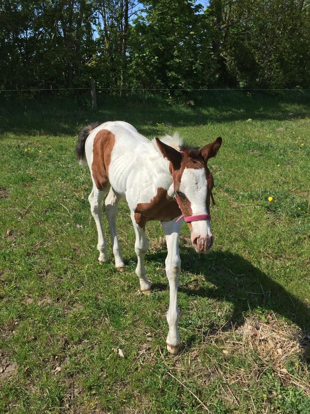 Anden særlig race Holmbergs Kiki Nova billede 6