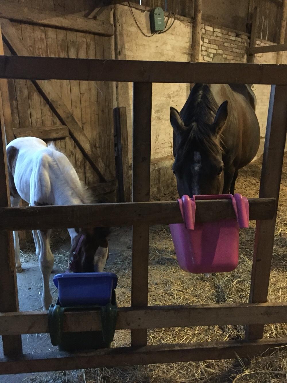 Anden særlig race Holmbergs Kiki Nova billede 8