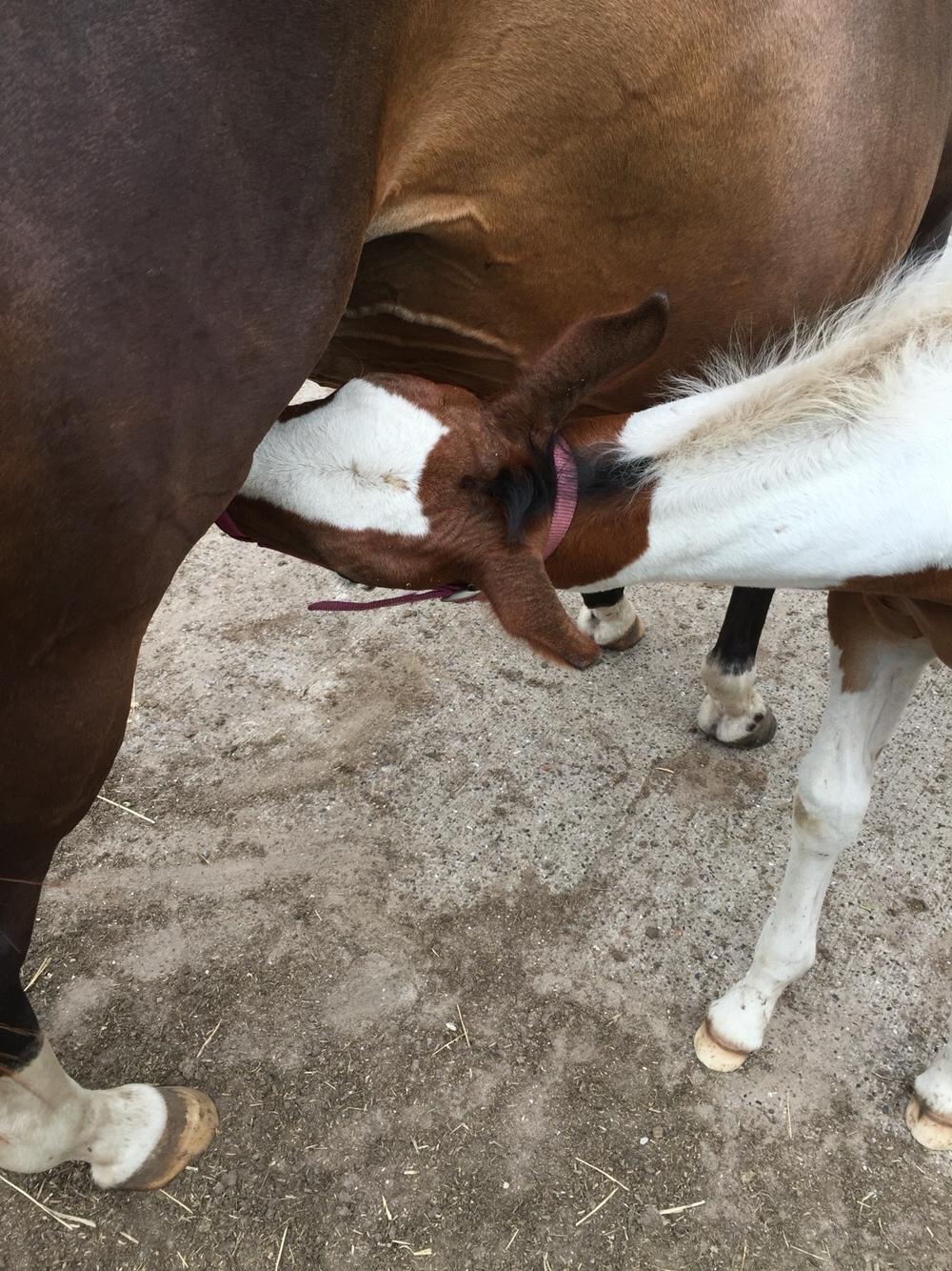 Anden særlig race Holmbergs Kiki Nova billede 10