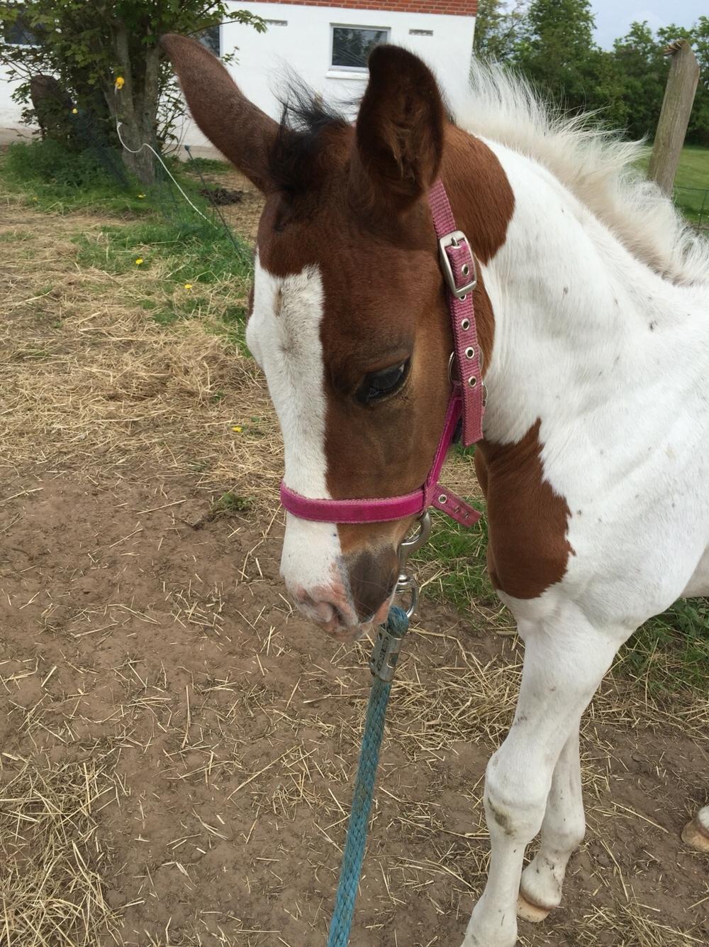 Anden særlig race Holmbergs Kiki Nova billede 11