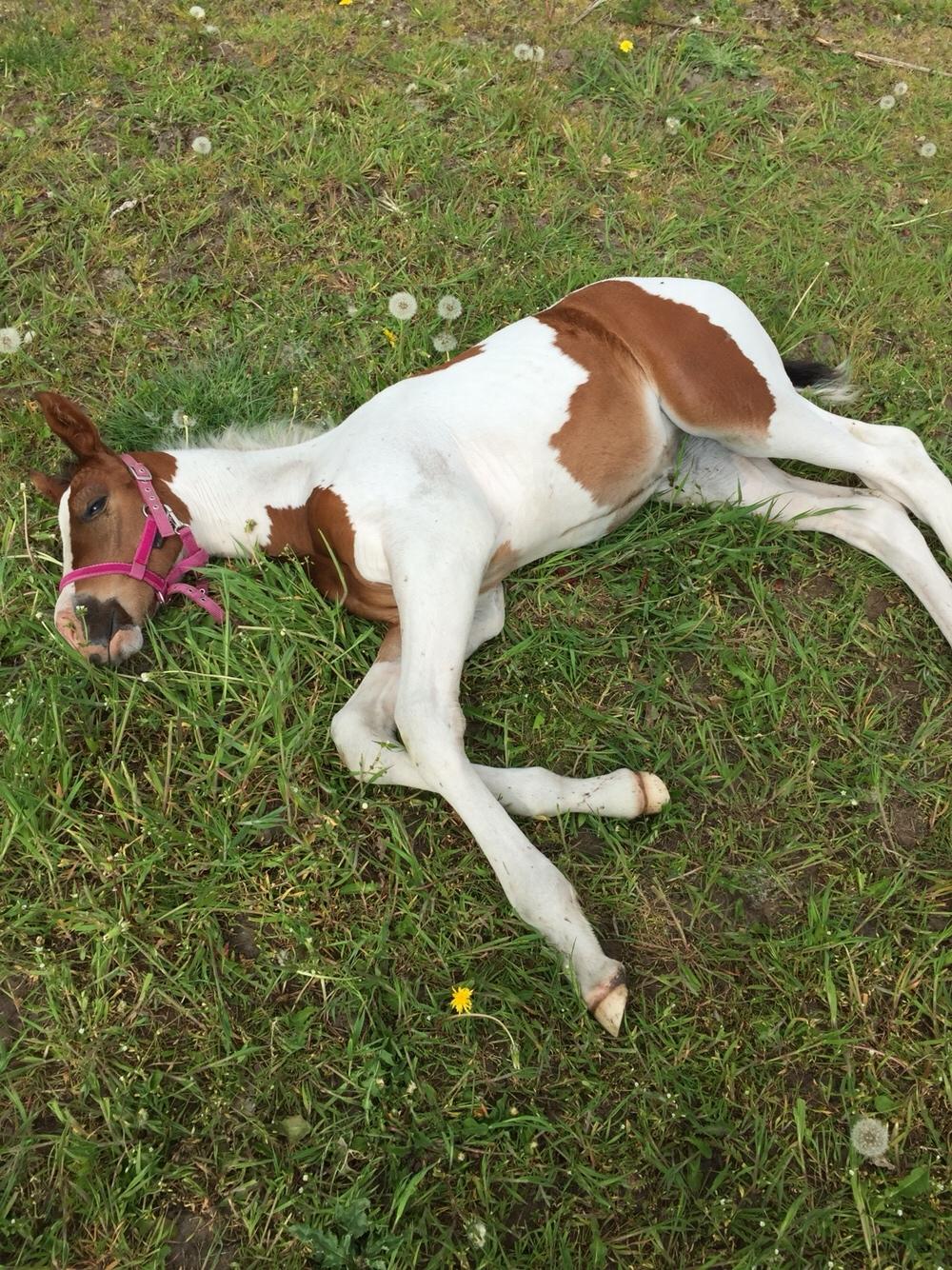 Anden særlig race Holmbergs Kiki Nova billede 12