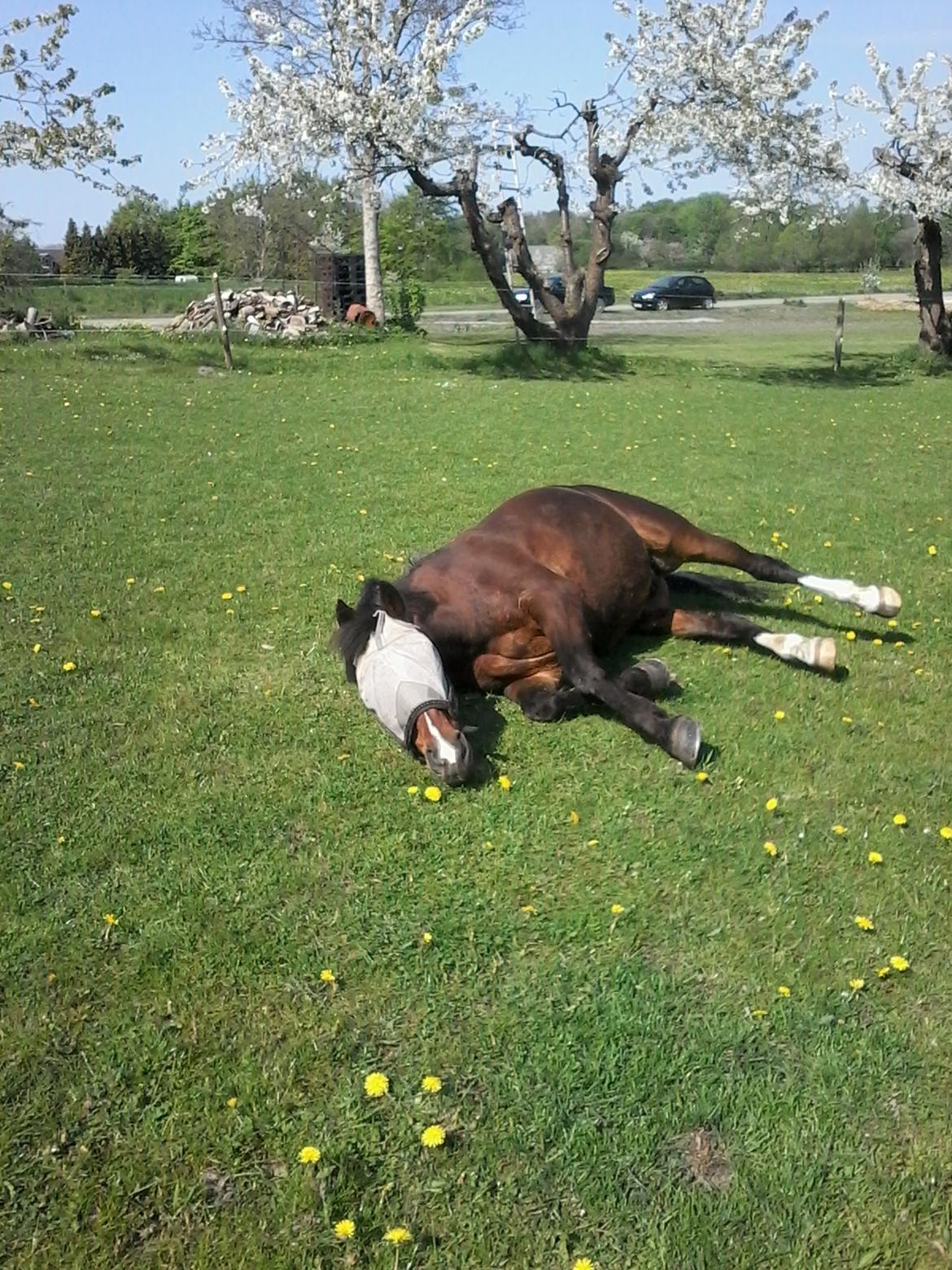 New Forest Shadow - Luksus... billede 6