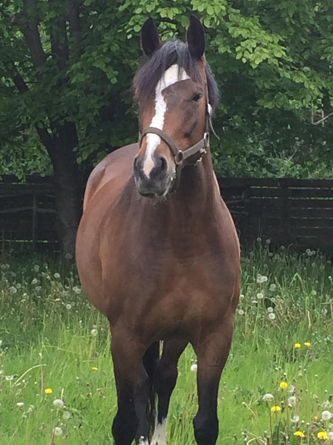 Dansk Varmblod Rozquikkie sonéca billede 1