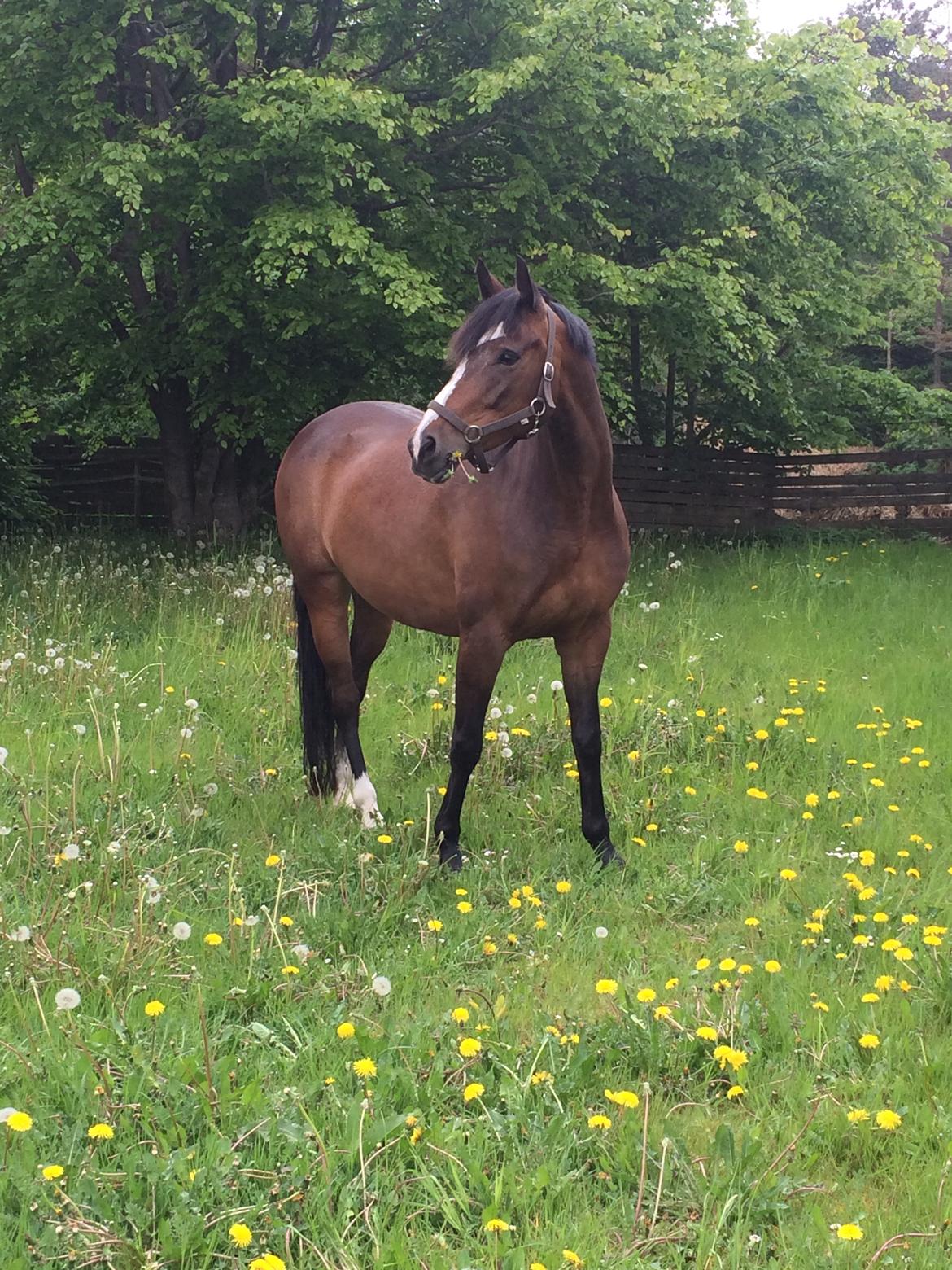 Dansk Varmblod Rozquikkie sonéca billede 2