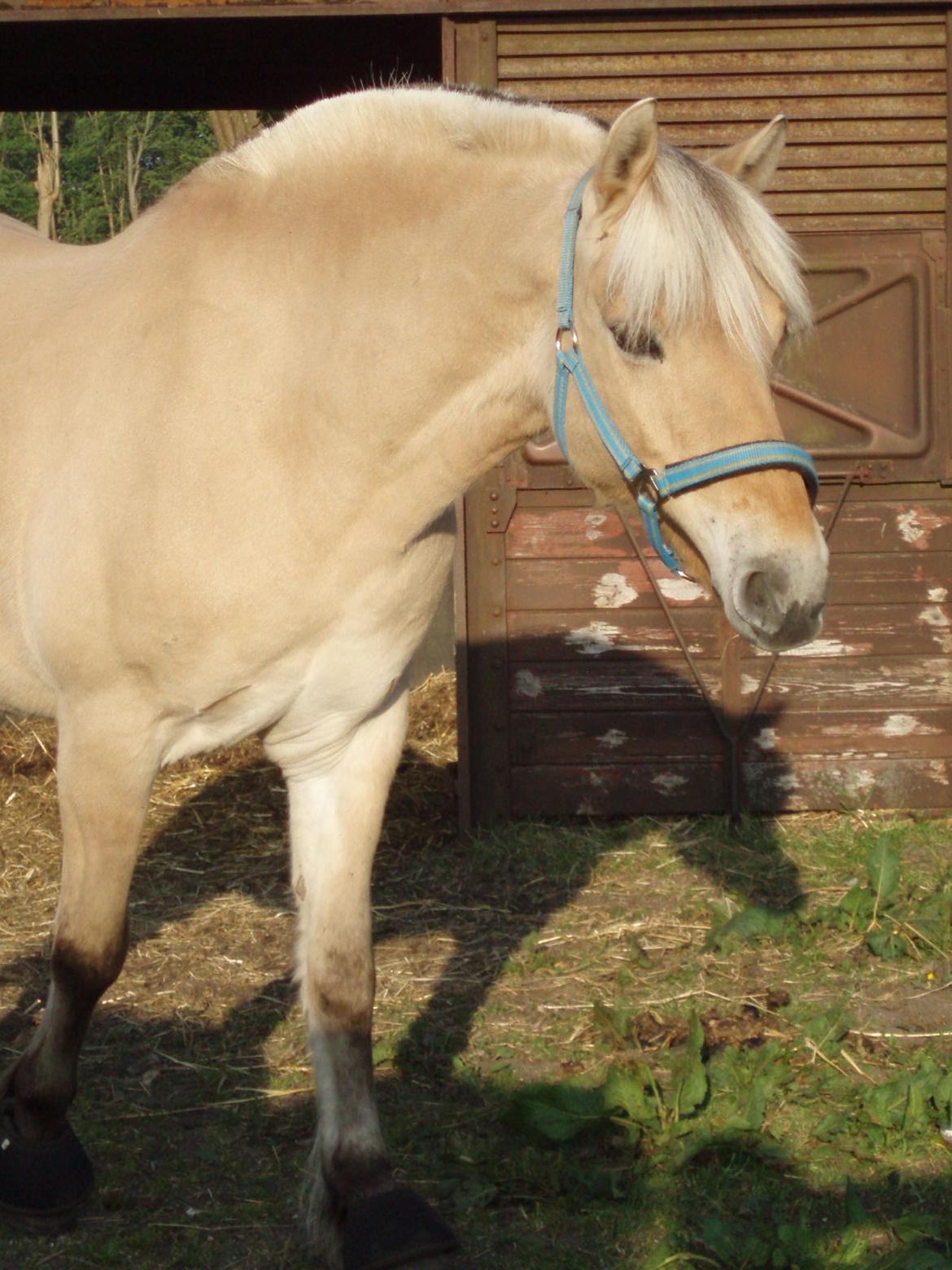 Fjordhest Vrå nikita - Den da da Nikita blev 15 dejlige år 18 Maj 2016 billede 8