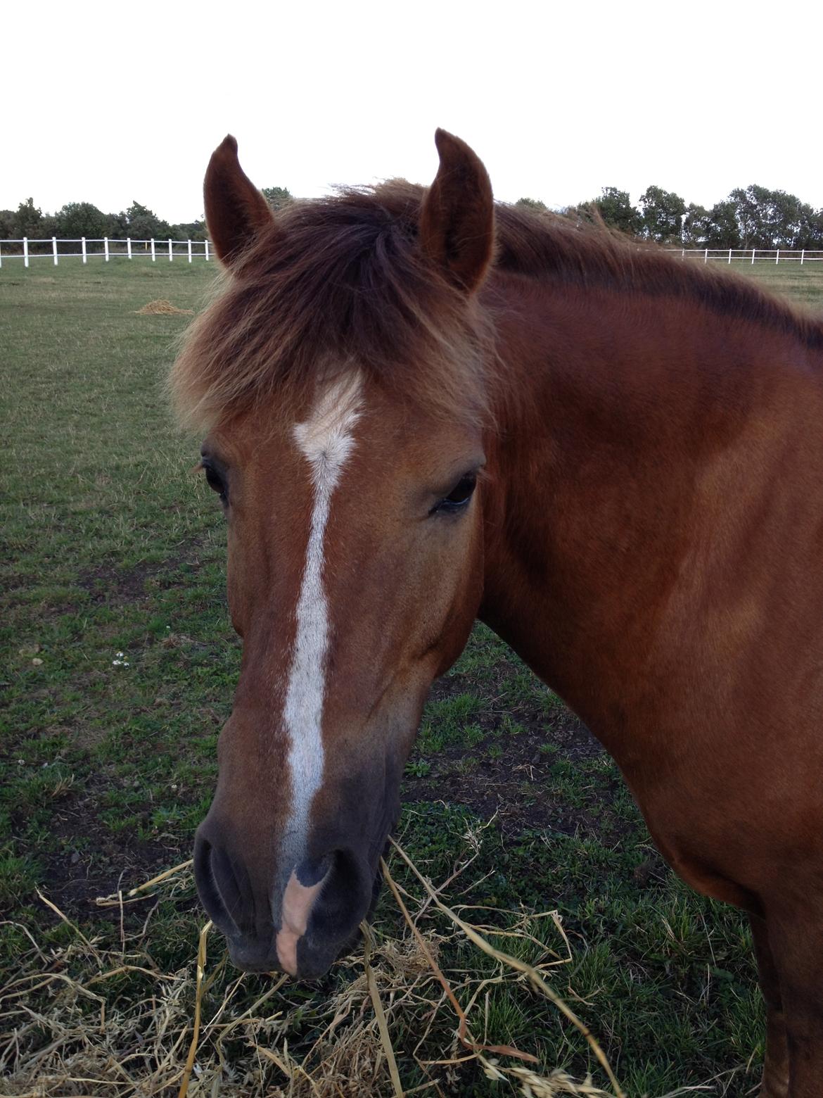 New Forest Elmholts Zeus - Tak for at i kiggede forbi, giv gerne en bedømmelse og kommentar. billede 20