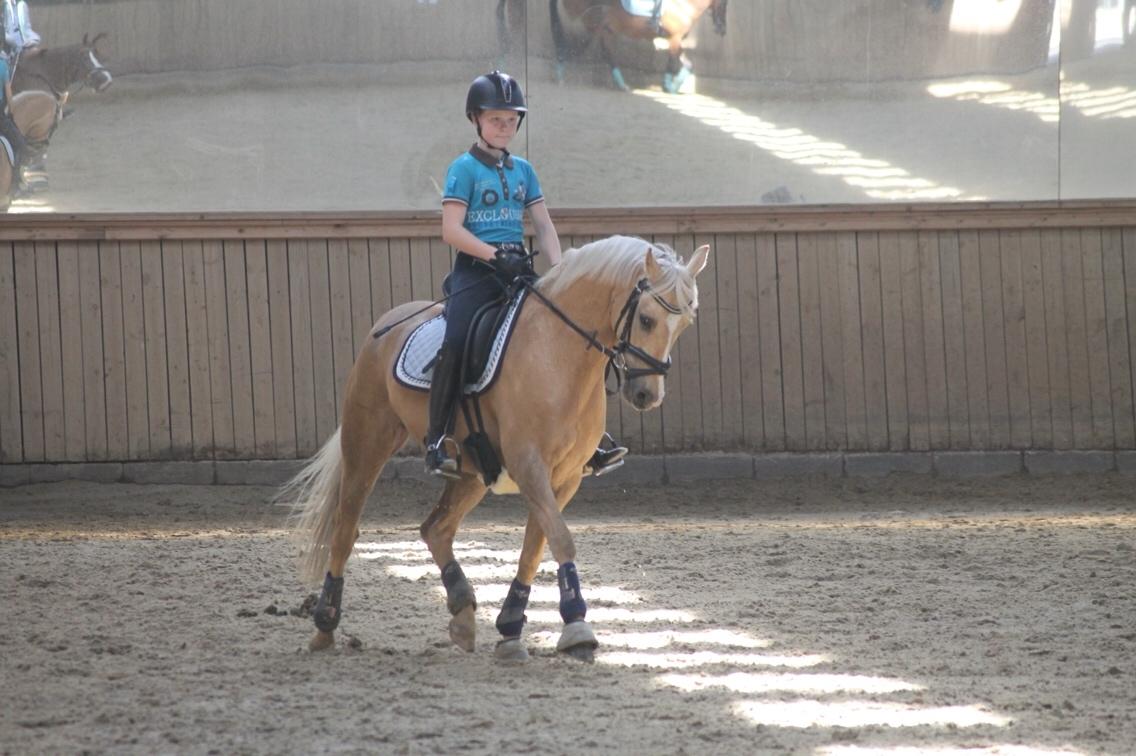 Tysk Sportspony Remember The Time S billede 1