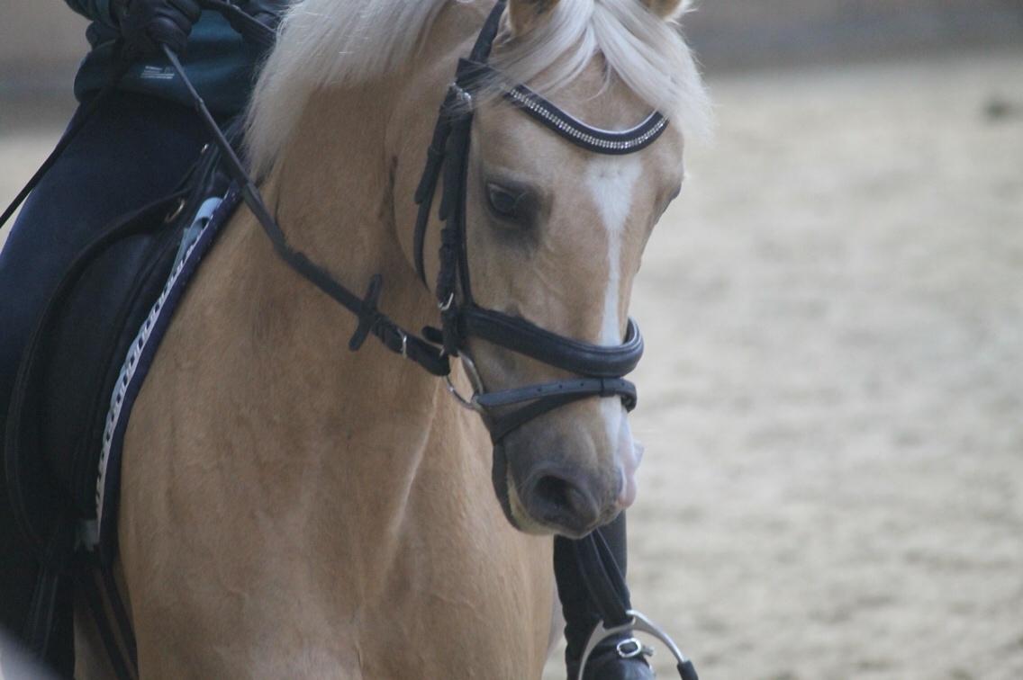 Tysk Sportspony Remember The Time S billede 8