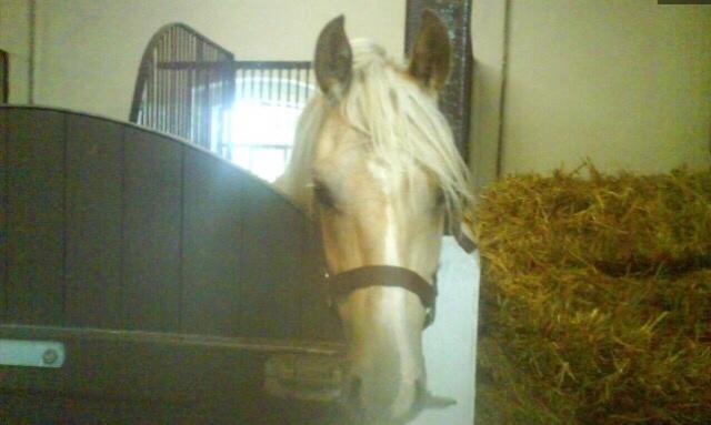 Tysk Sportspony Remember The Time S billede 12