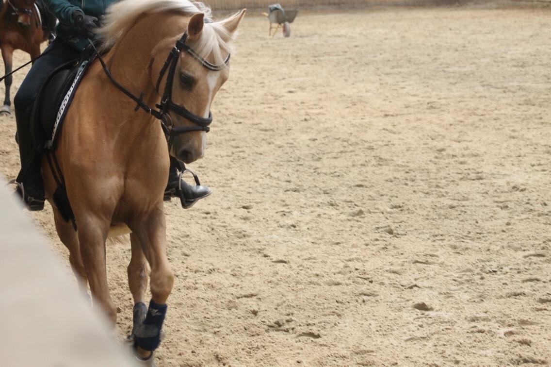 Tysk Sportspony Remember The Time S billede 9