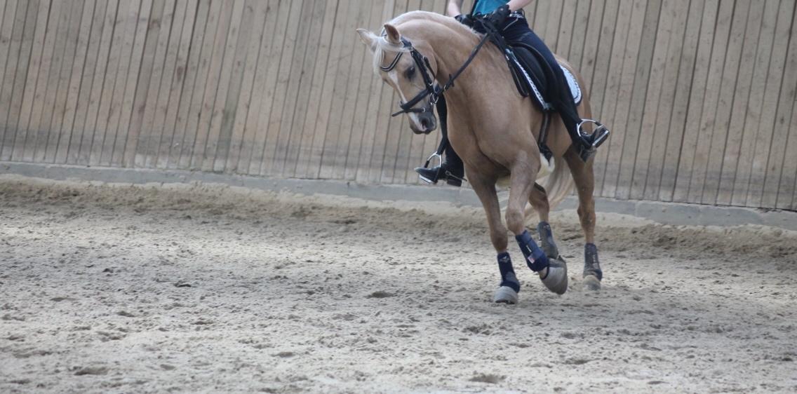 Tysk Sportspony Remember The Time S billede 15