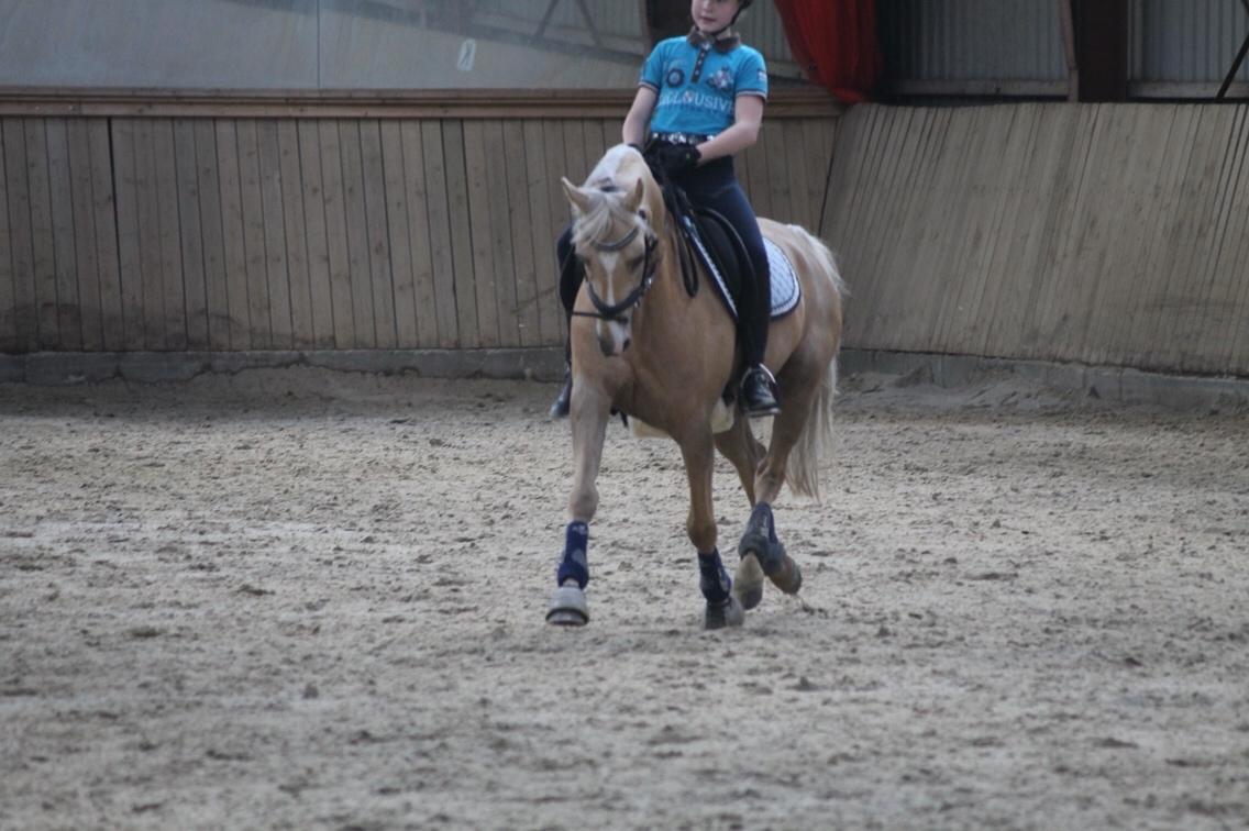 Tysk Sportspony Remember The Time S billede 17