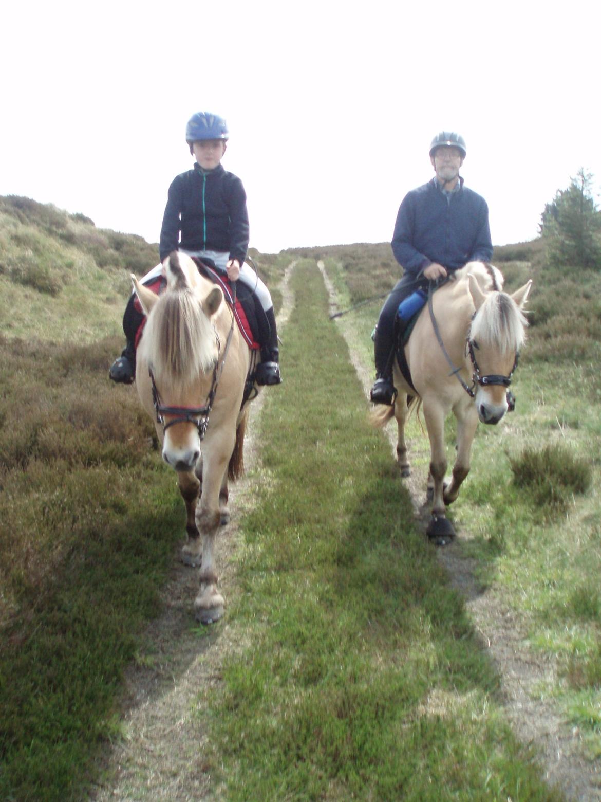 Fjordhest Vrå nikita - Venner på tur billede 15