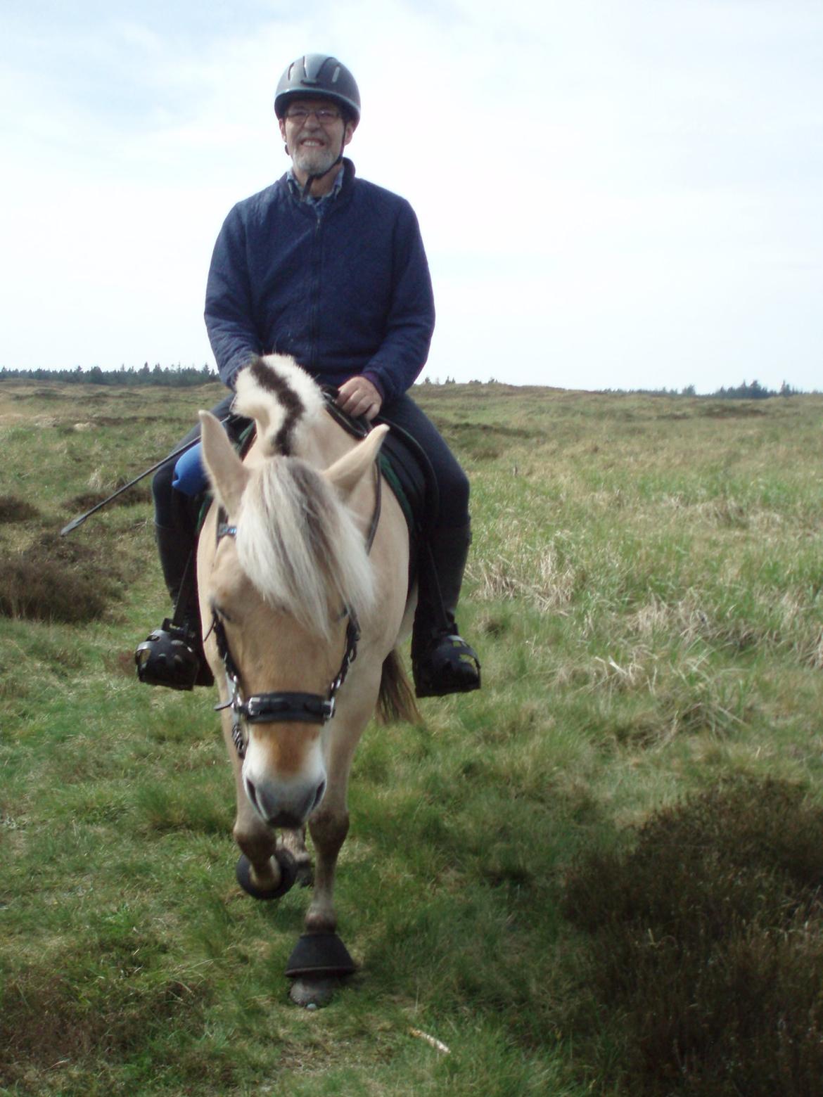 Fjordhest Vrå nikita billede 27