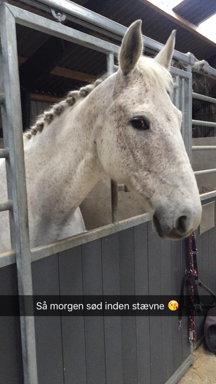 Anden særlig race Clinton billede 14
