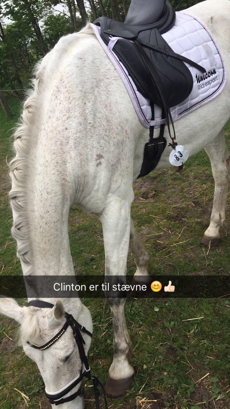 Anden særlig race Clinton billede 13