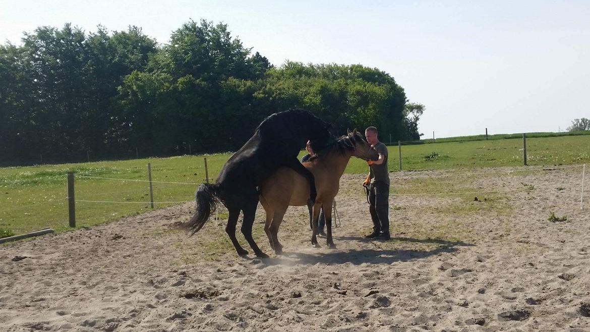 Anden særlig race Unica star - Unica og Xe maj 2016 billede 40