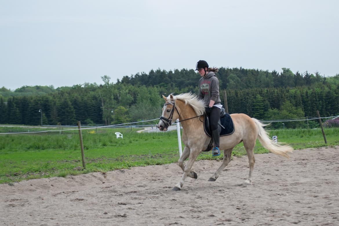 Haflinger Adobe billede 14