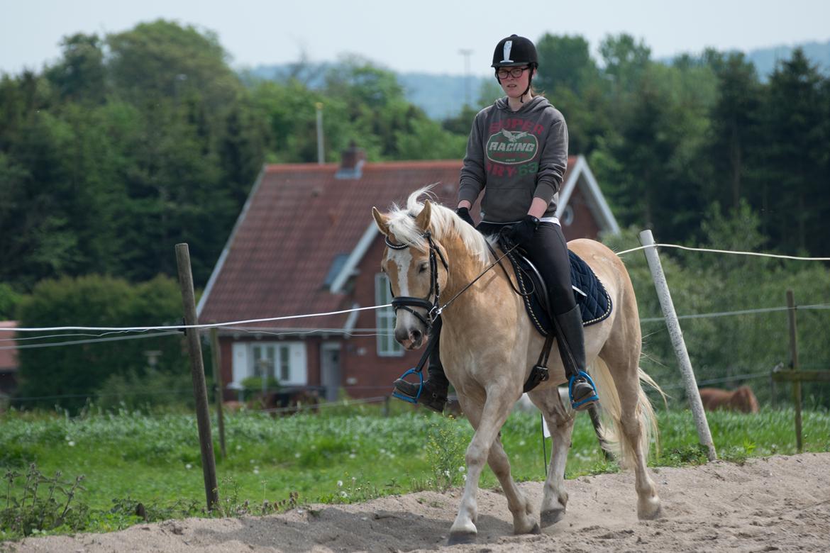 Haflinger Adobe billede 15