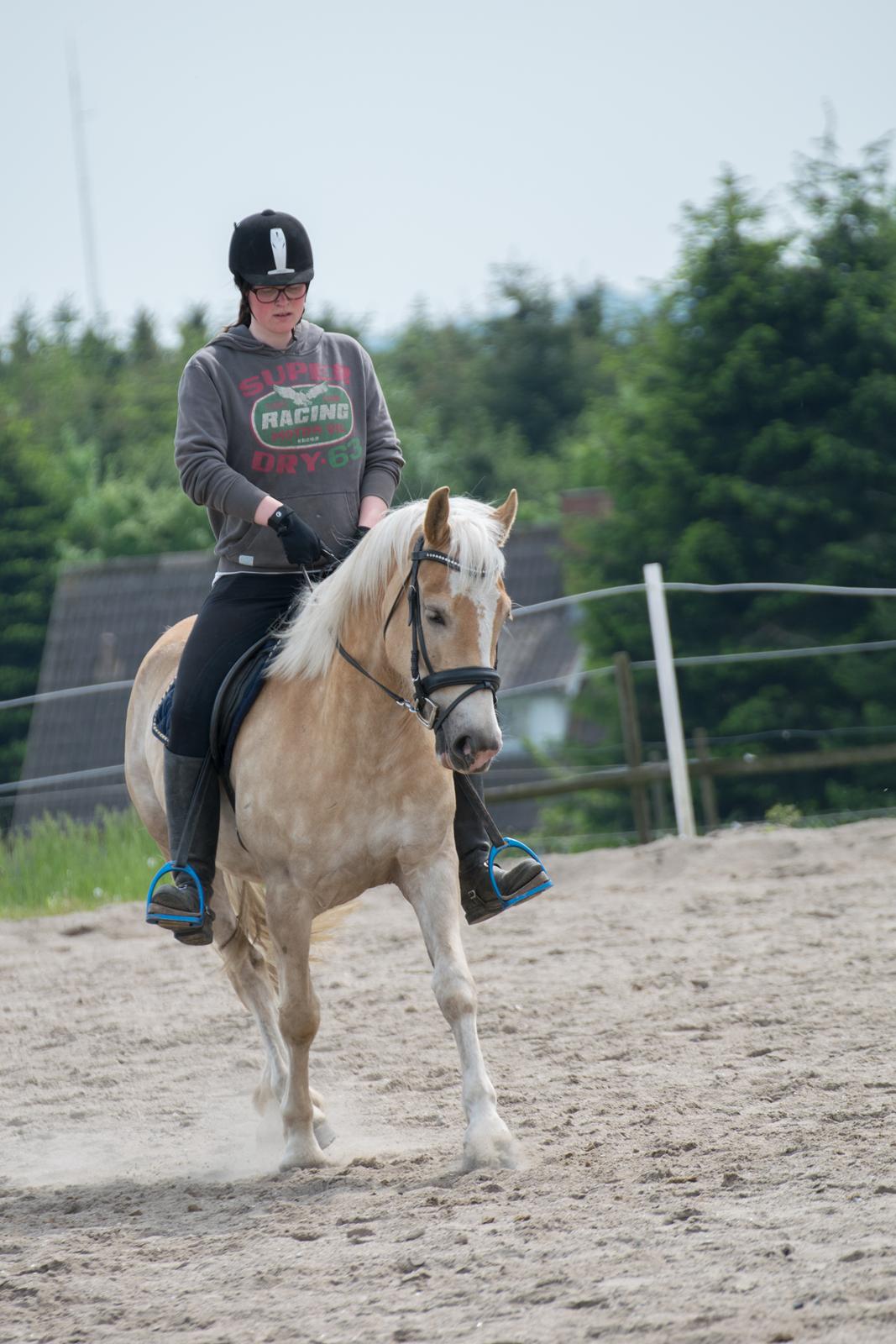 Haflinger Adobe billede 16