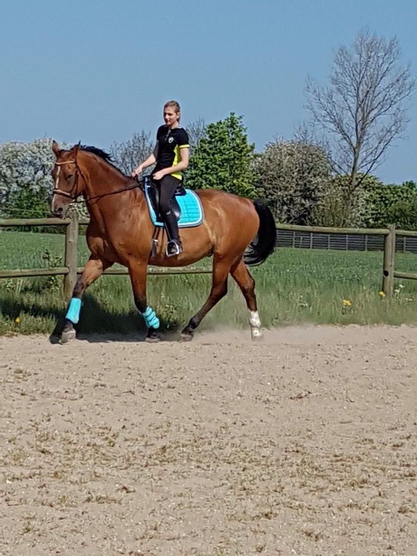 Dansk Varmblod Beaujolais *RIP* billede 2