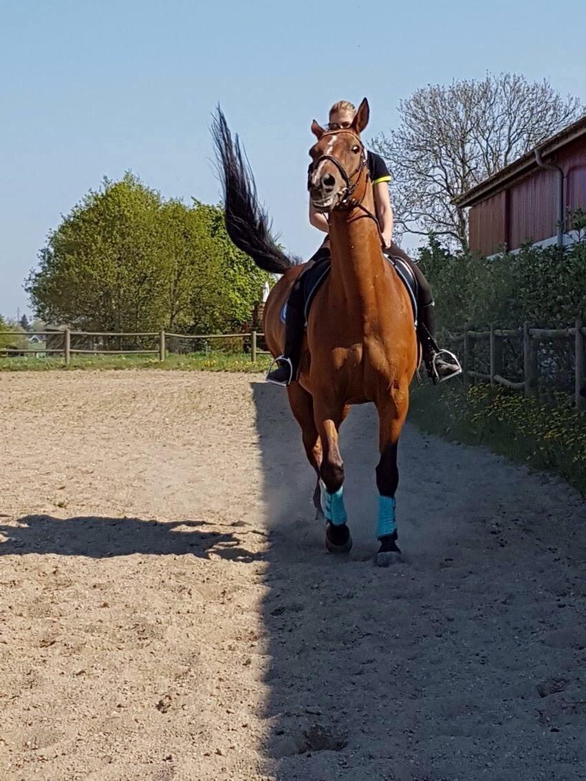 Dansk Varmblod Beaujolais *RIP* billede 1