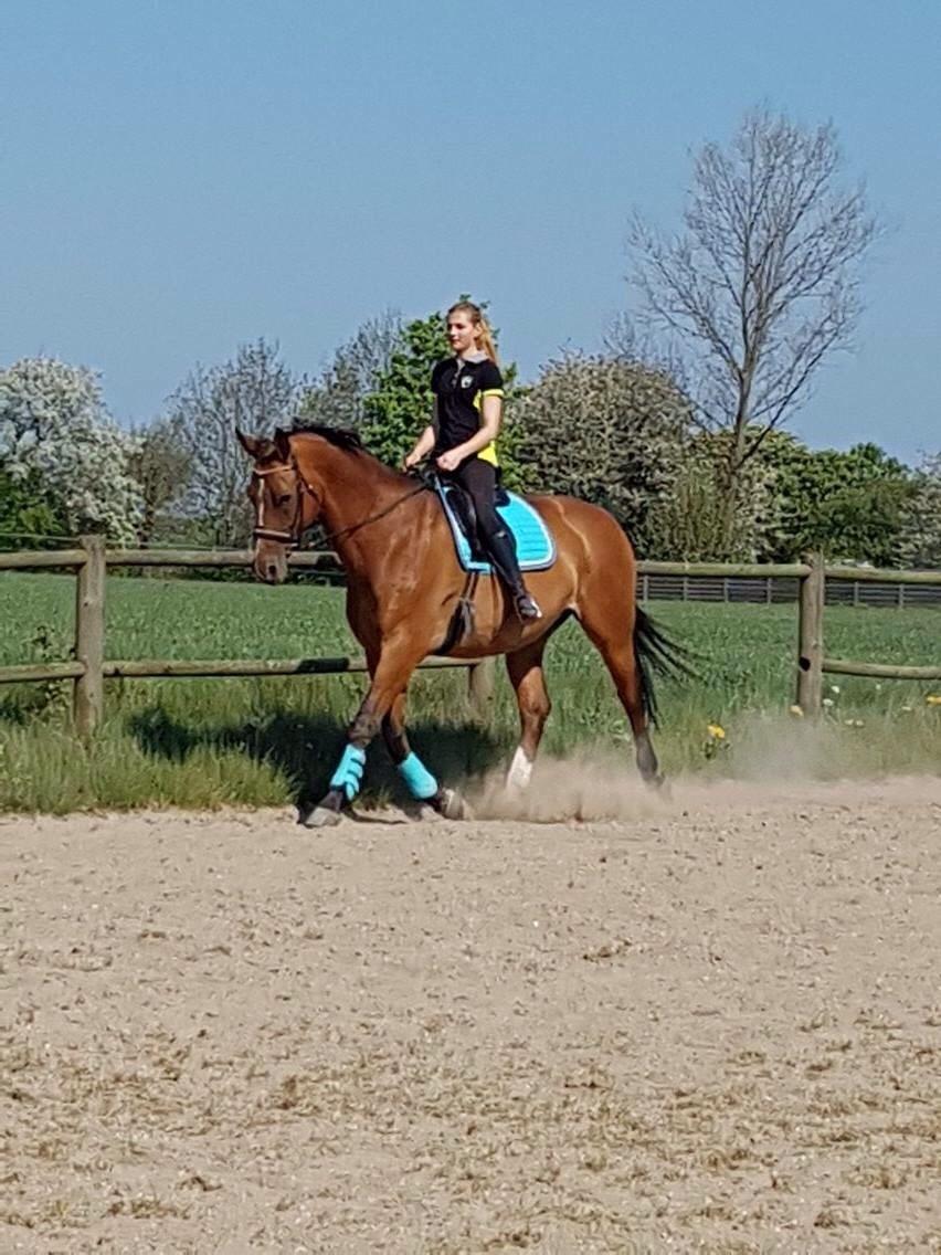 Dansk Varmblod Beaujolais *RIP* billede 3