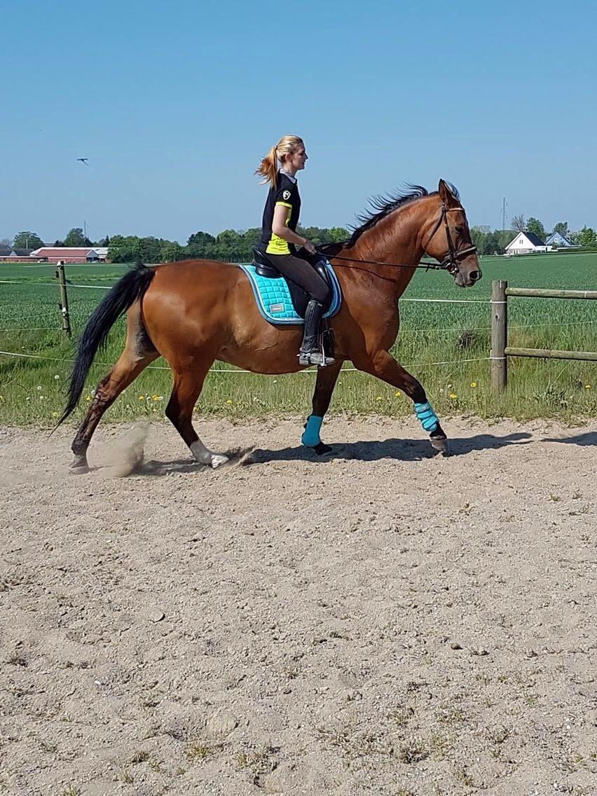 Dansk Varmblod Beaujolais *RIP* billede 4