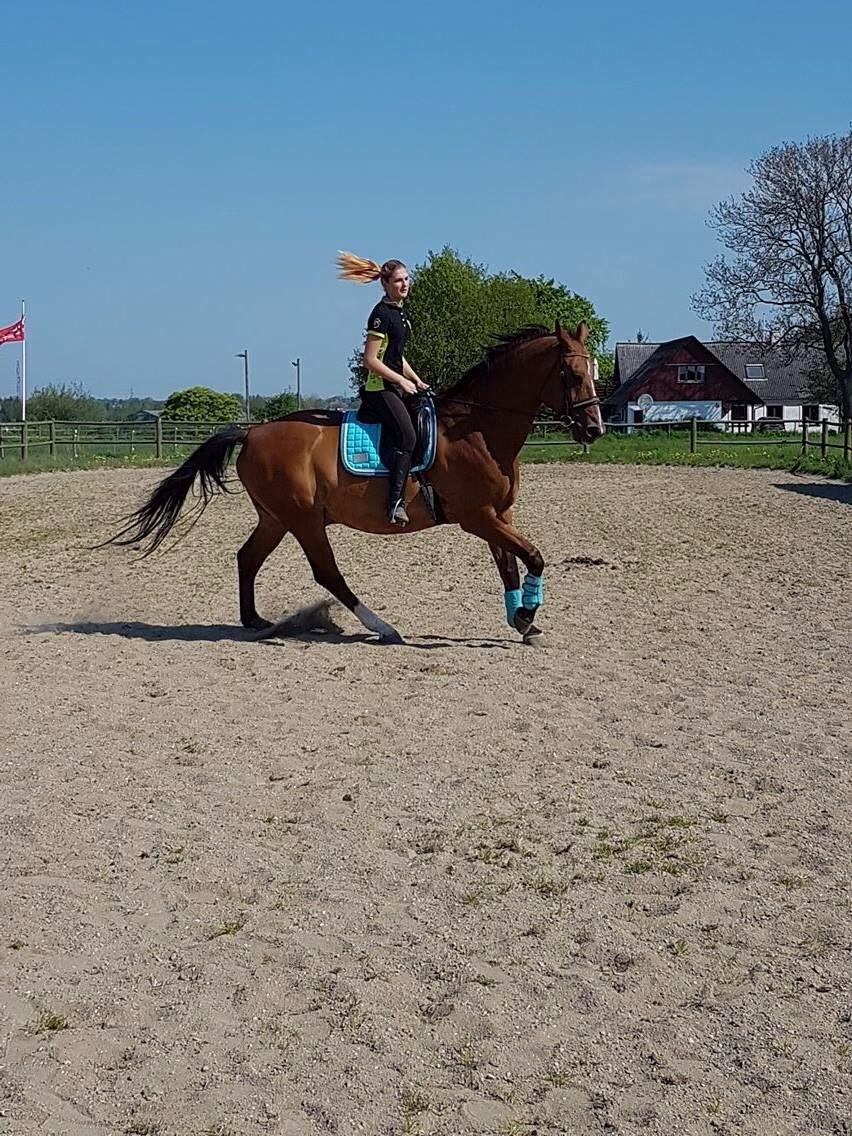 Dansk Varmblod Beaujolais *RIP* billede 5