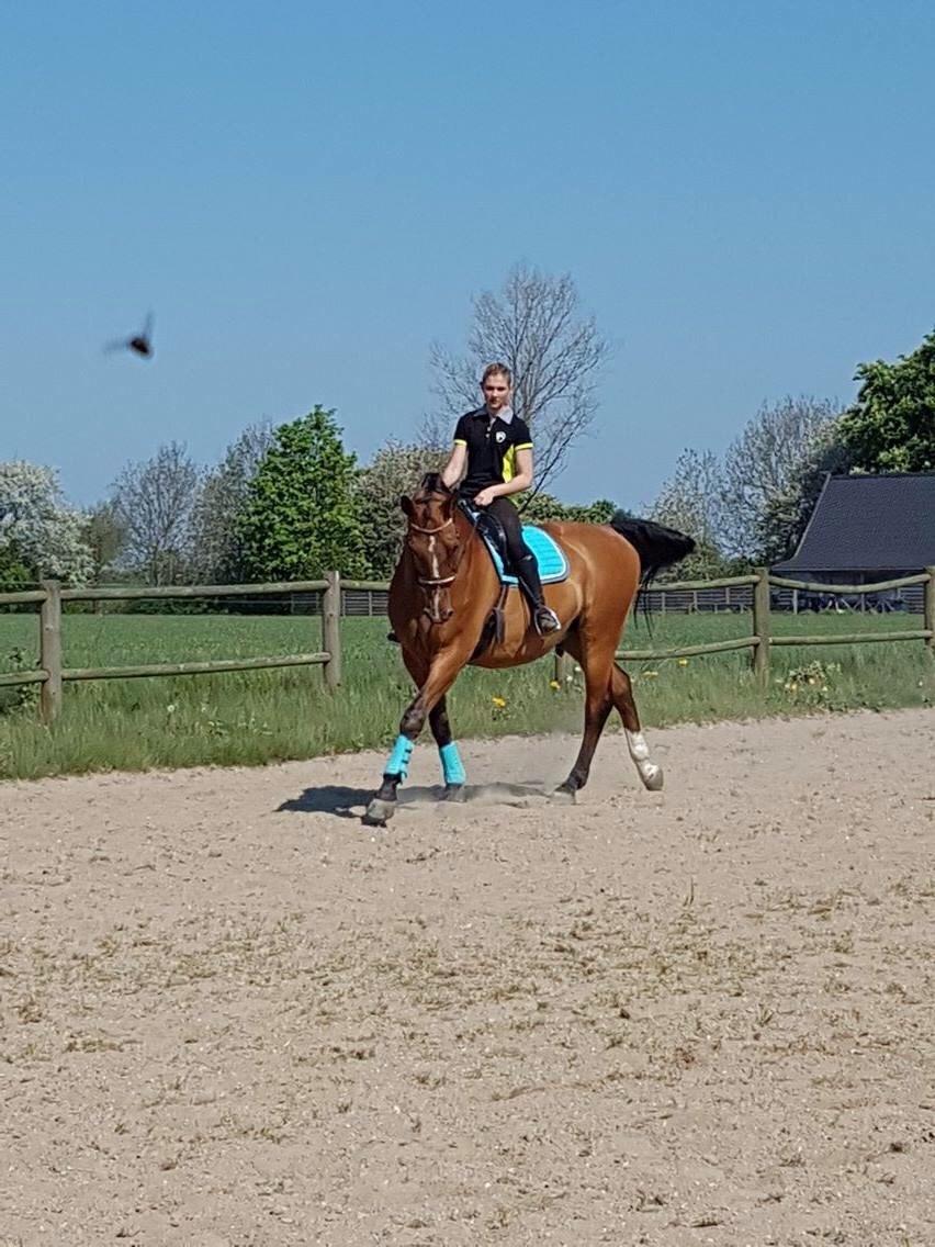 Dansk Varmblod Beaujolais *RIP* billede 6