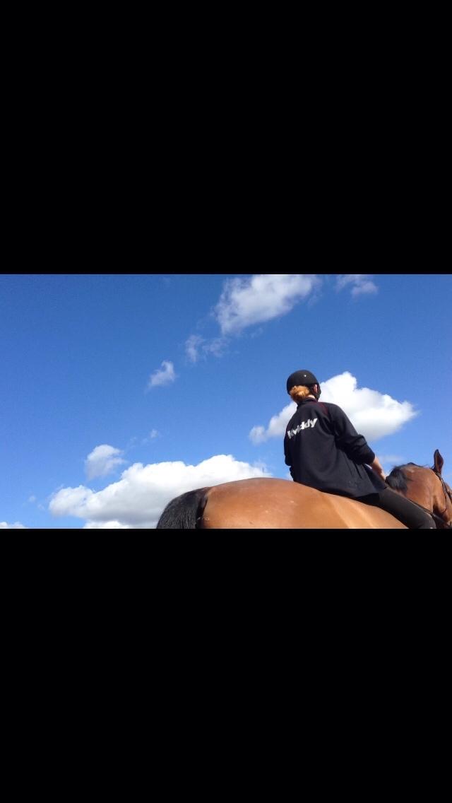 Dansk Varmblod Beaujolais *RIP* billede 8