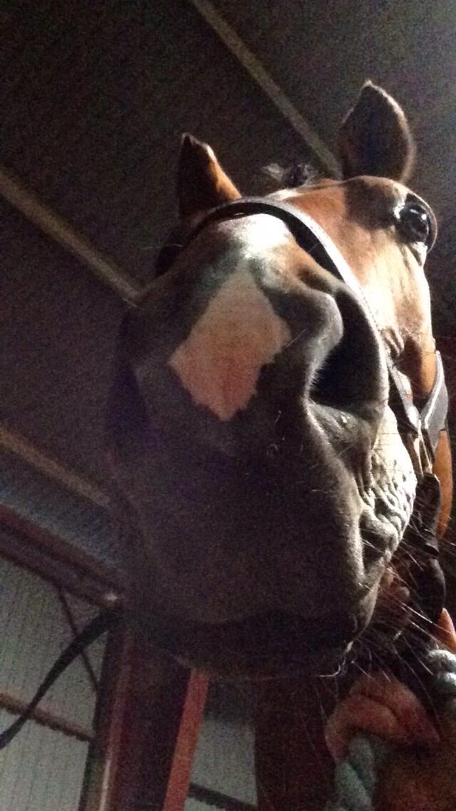 Dansk Varmblod Beaujolais *RIP* billede 7