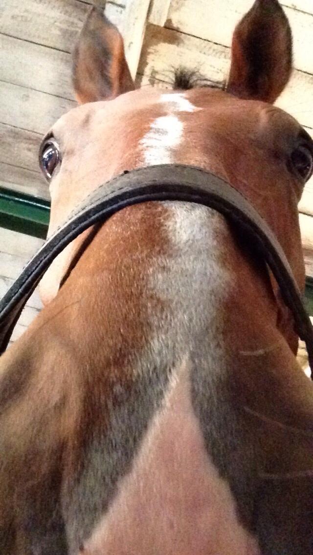 Dansk Varmblod Beaujolais *RIP* billede 10