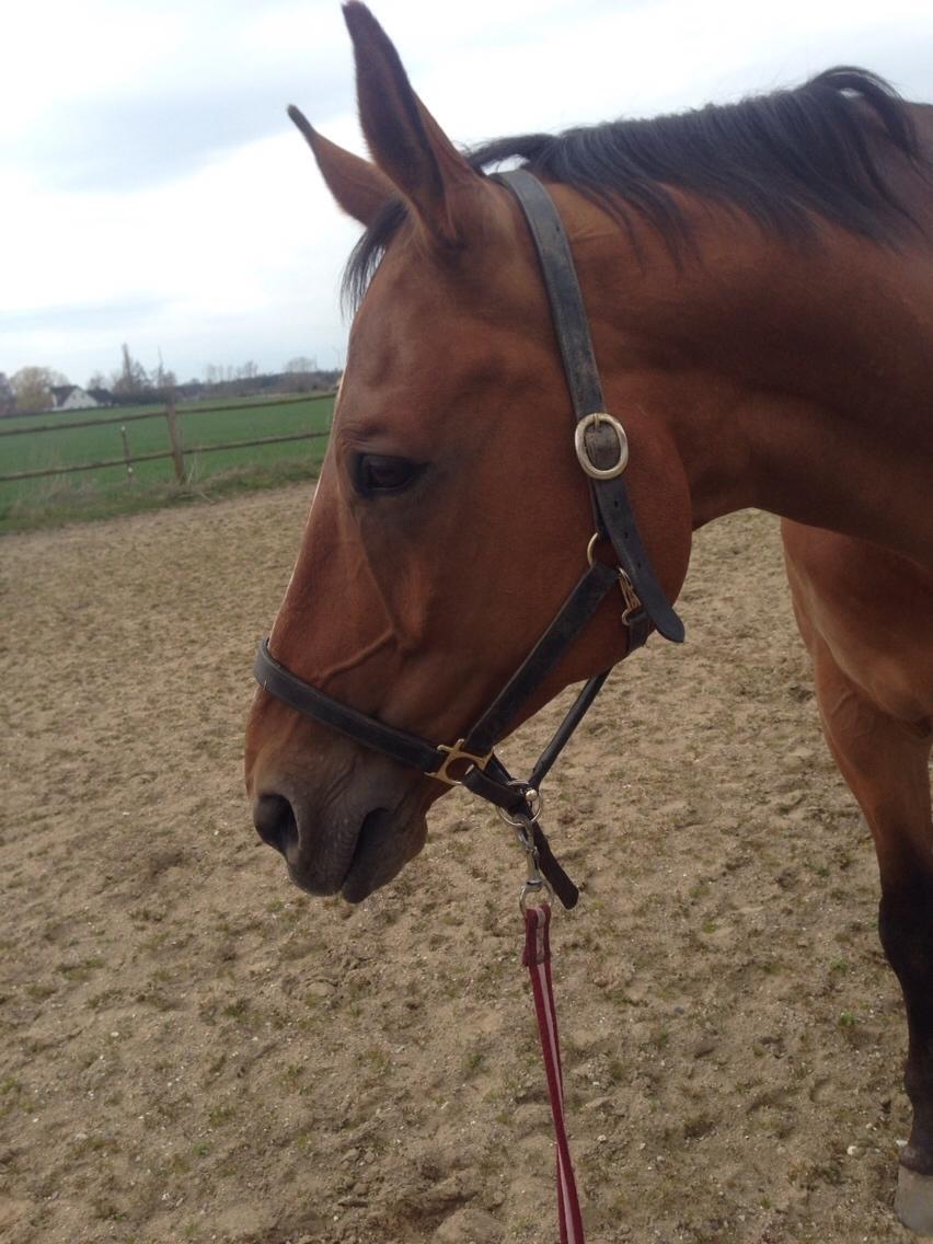 Dansk Varmblod Beaujolais *RIP* billede 9