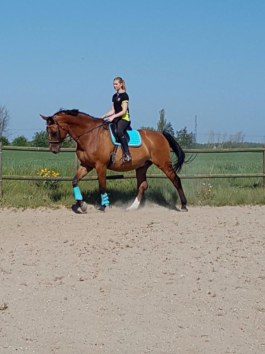 Dansk Varmblod Beaujolais *RIP* billede 11