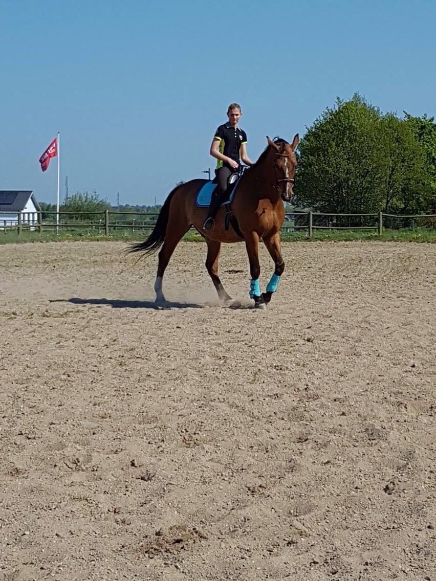 Dansk Varmblod Beaujolais *RIP* billede 12