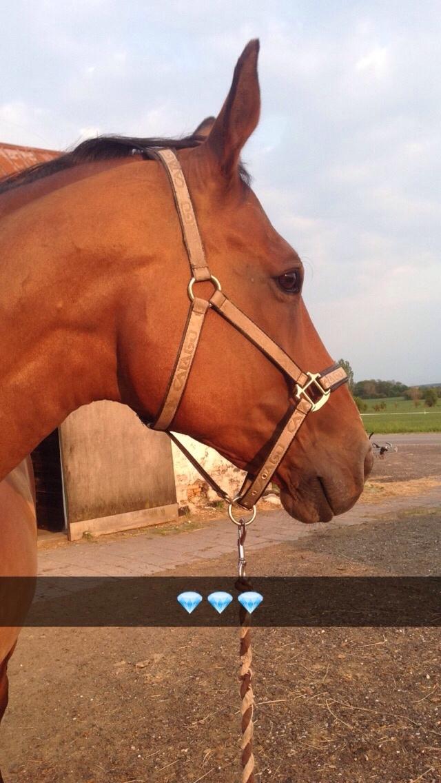 Dansk Varmblod Beaujolais *RIP* billede 13