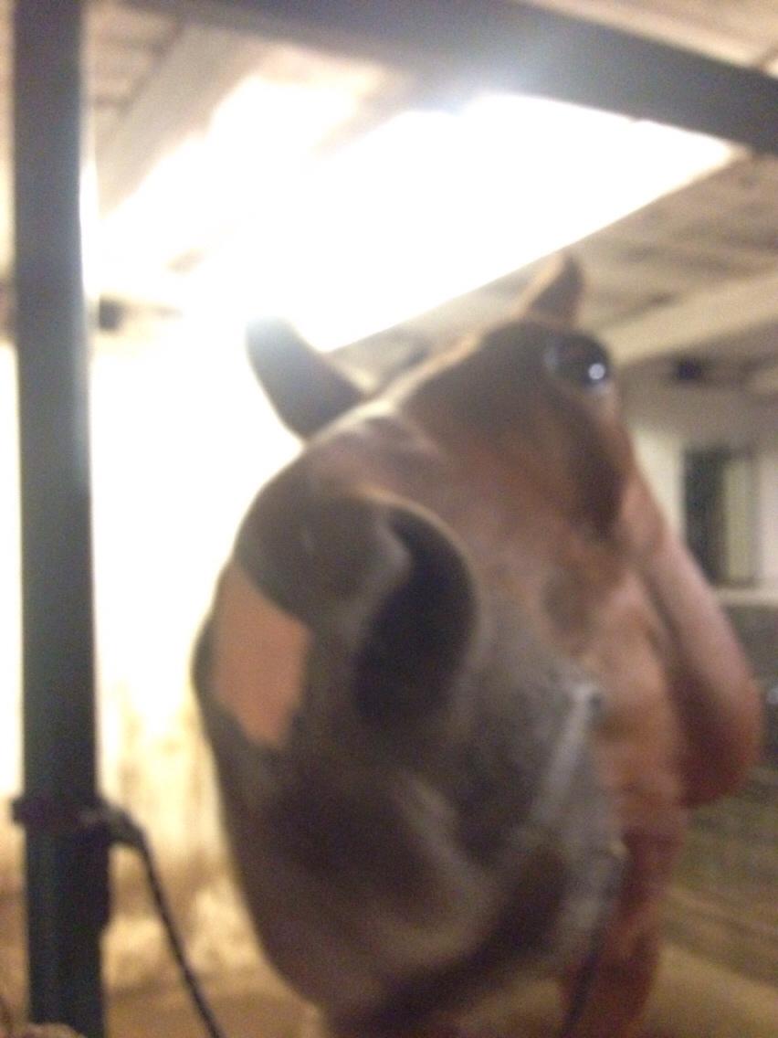 Dansk Varmblod Beaujolais *RIP* billede 14