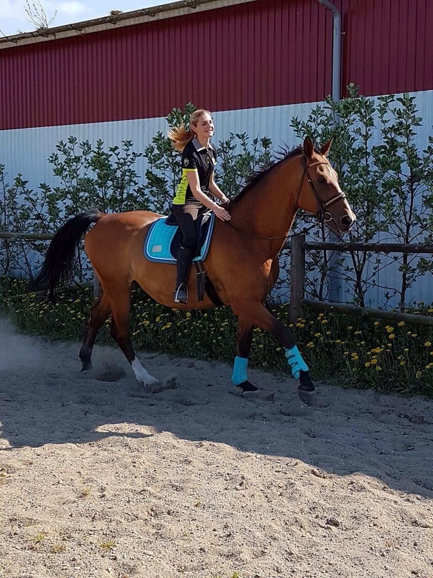 Dansk Varmblod Beaujolais *RIP* billede 15