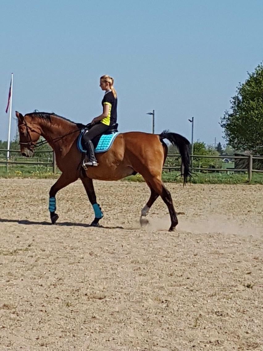 Dansk Varmblod Beaujolais *RIP* billede 16