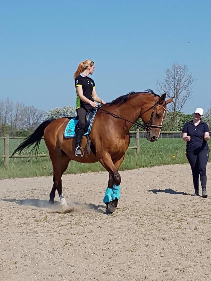 Dansk Varmblod Beaujolais *RIP* billede 17