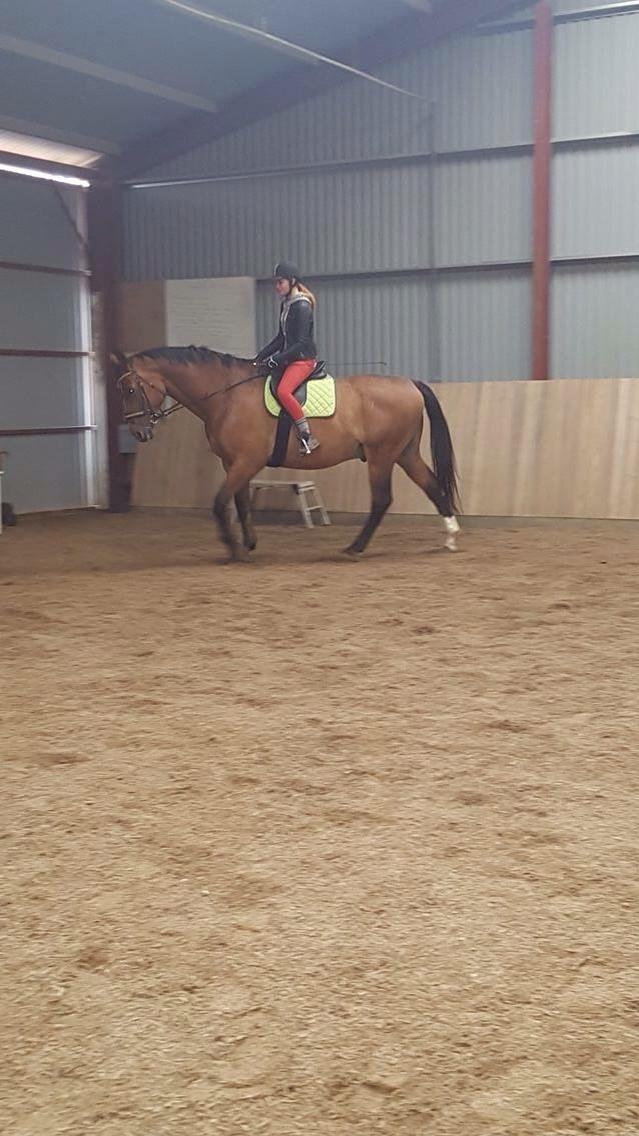 Dansk Varmblod Beaujolais *RIP* billede 18