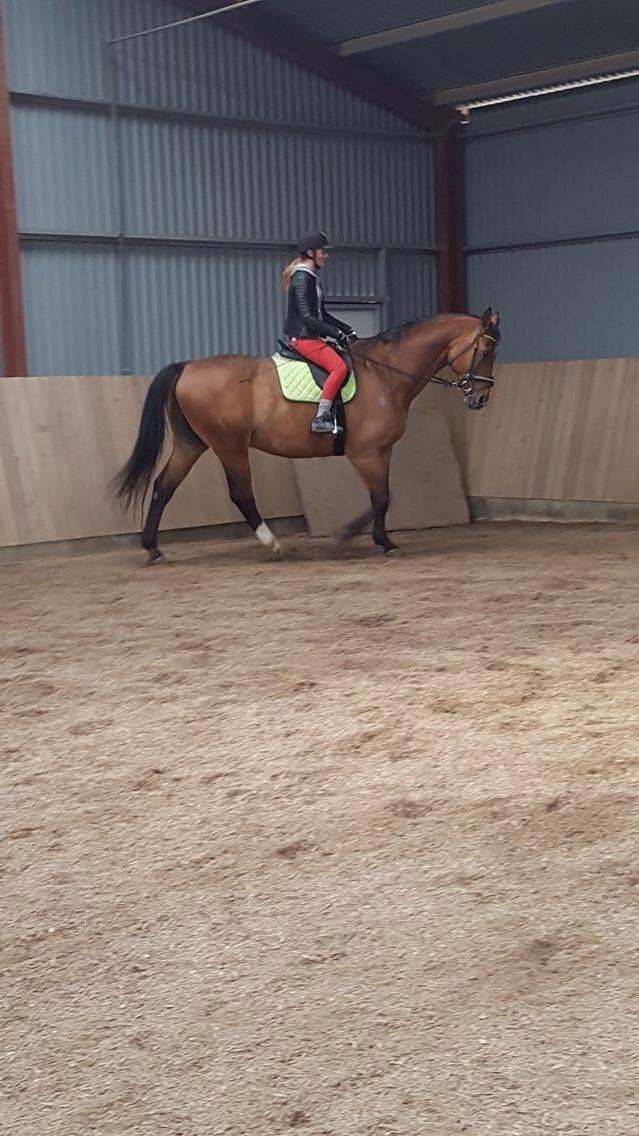 Dansk Varmblod Beaujolais *RIP* billede 19