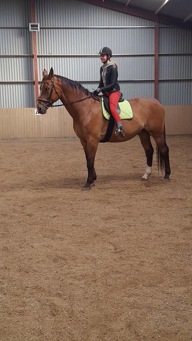 Dansk Varmblod Beaujolais *RIP* billede 20