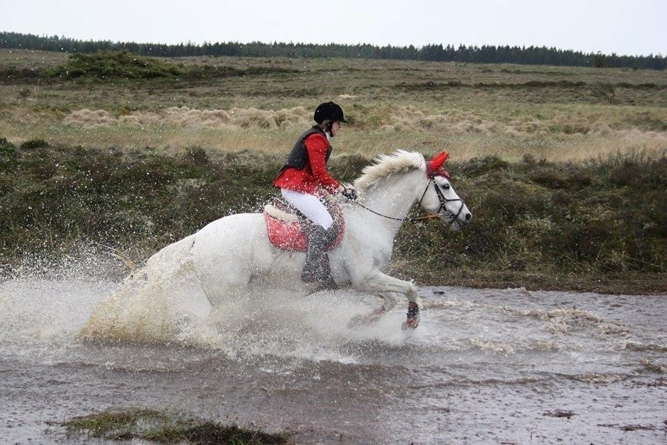 Anden særlig race MR. Mayson - Jagt på Harrild Hede den 22. maj 2016 billede 18