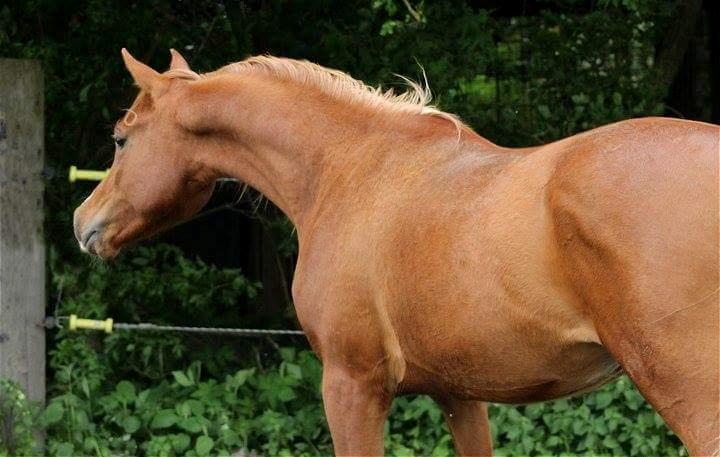 Arabisk fuldblod (OX) Marco APN - 2014-2017* billede 10