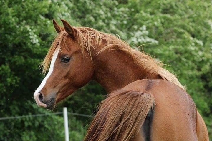 Arabisk fuldblod (OX) Marco APN - 2014-2017* billede 11