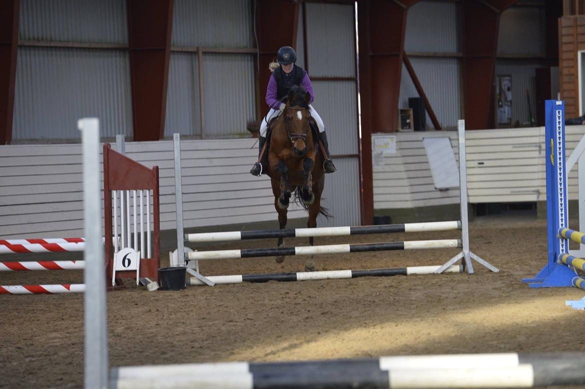 Anden særlig race Tiffany billede 6